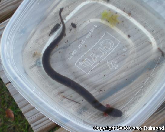 Lesser Siren (Siren intermedia)