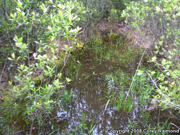 Lesser Siren (Siren intermedia)