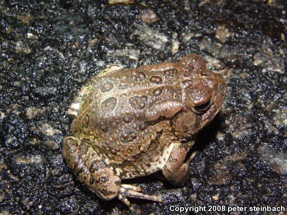 Fowler's Toad (Anaxyrus fowleri)