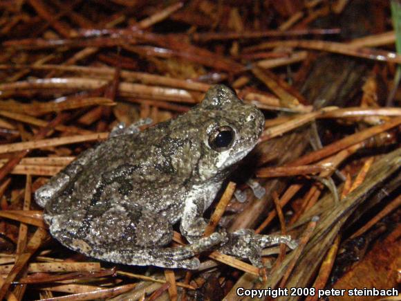 Gray Treefrog (Hyla versicolor)