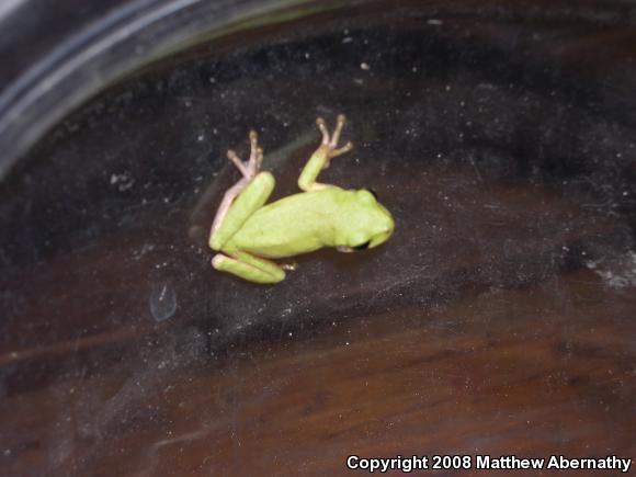 Gray Treefrog (Hyla versicolor)