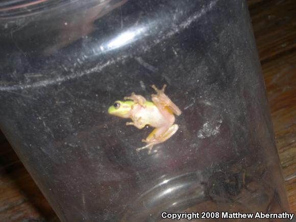 Gray Treefrog (Hyla versicolor)