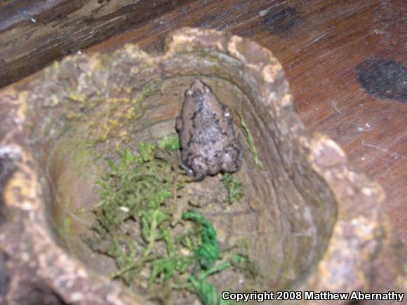 Eastern Narrow-mouthed Toad (Gastrophryne carolinensis)