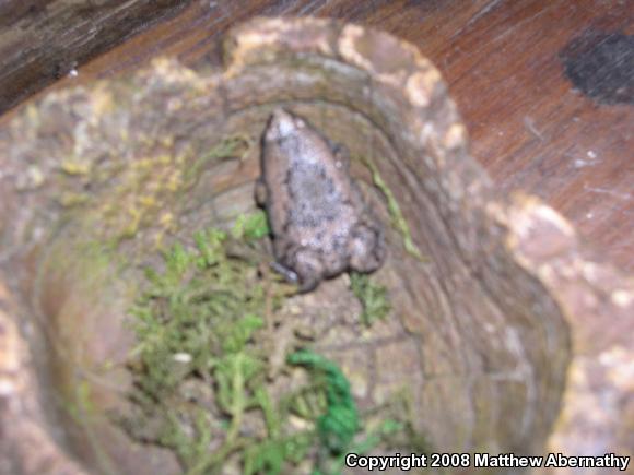 Eastern Narrow-mouthed Toad (Gastrophryne carolinensis)