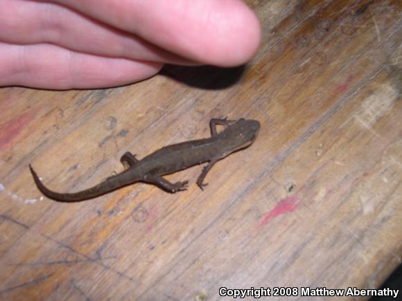 Central Newt (Notophthalmus viridescens louisianensis)