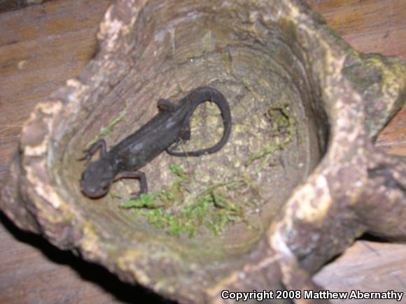 Central Newt (Notophthalmus viridescens louisianensis)