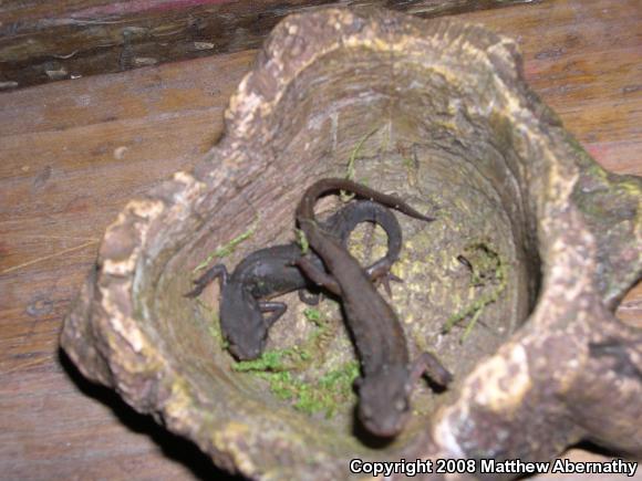 Central Newt (Notophthalmus viridescens louisianensis)