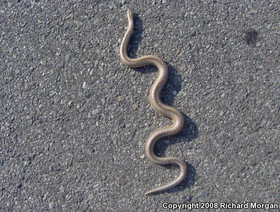 Coastal Rosy Boa (Lichanura trivirgata roseofusca)