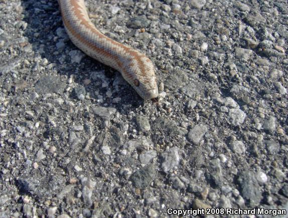 Coastal Rosy Boa (Lichanura trivirgata roseofusca)