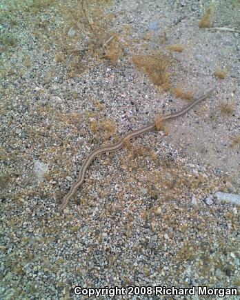 Coastal Rosy Boa (Lichanura trivirgata roseofusca)