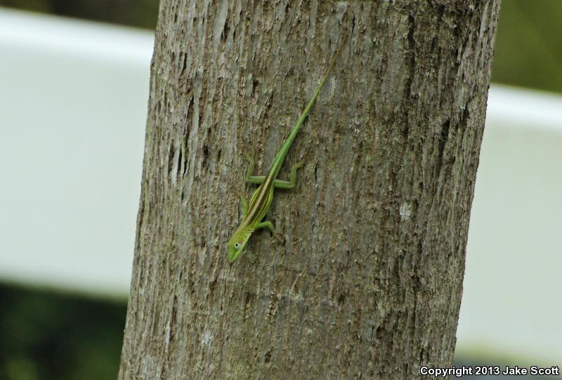 Hispaniolan Green Anole (Anolis chlorocyanus)