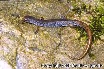 Four-toed Salamander (Hemidactylium scutatum)