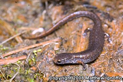 Four-toed Salamander (Hemidactylium scutatum)