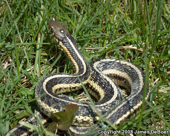 Butler's Gartersnake (Thamnophis butleri)