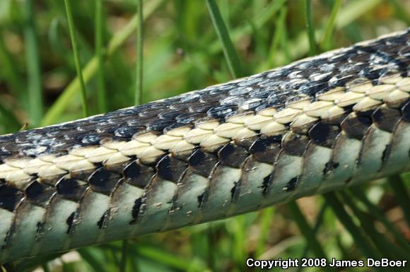 Butler's Gartersnake (Thamnophis butleri)