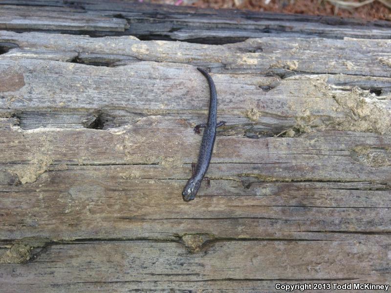 Southern Zigzag Salamander (Plethodon ventralis)