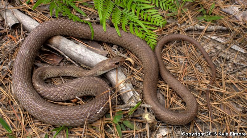 Tan Racer (Coluber constrictor etheridgei)