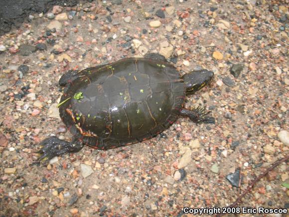 Painted Turtle (Chrysemys picta)