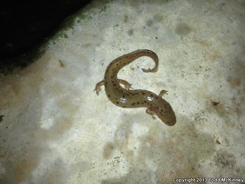 Midland Mud Salamander (Pseudotriton montanus diastictus)