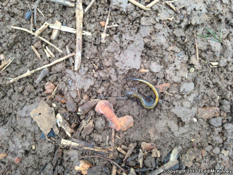 Southern Zigzag Salamander (Plethodon ventralis)