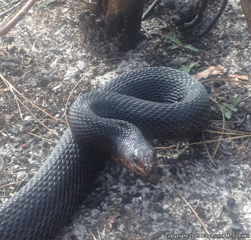 Black Pinesnake (Pituophis melanoleucus lodingi)