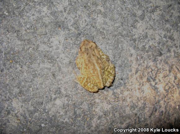 Fowler's Toad (Anaxyrus fowleri)