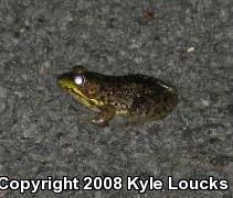 Northern Green Frog (Lithobates clamitans melanota)