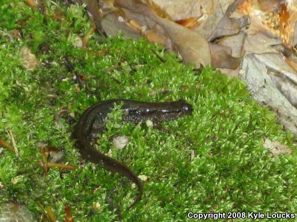 Northern Dusky Salamander (Desmognathus fuscus)