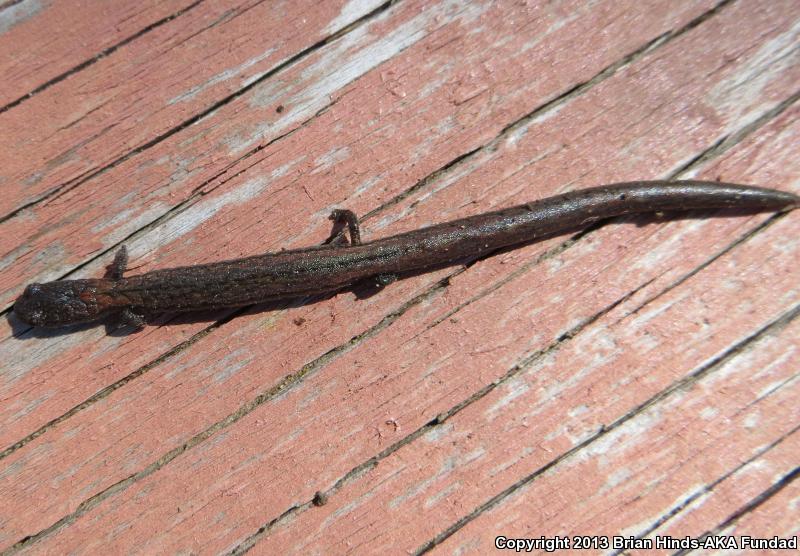Gregarious Slender Salamander (Batrachoseps gregarius)