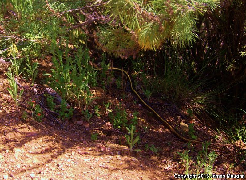 Alameda Striped Racer (Coluber lateralis euryxanthus)