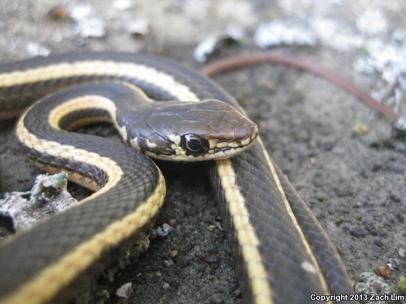 Alameda Striped Racer (Coluber lateralis euryxanthus)