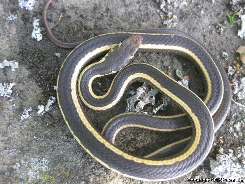 Alameda Striped Racer (Coluber lateralis euryxanthus)