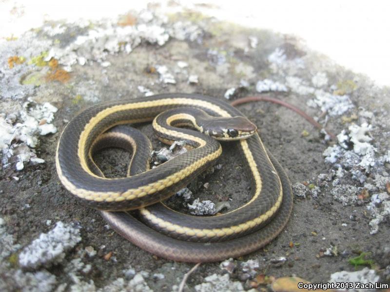 Alameda Striped Racer (Coluber lateralis euryxanthus)