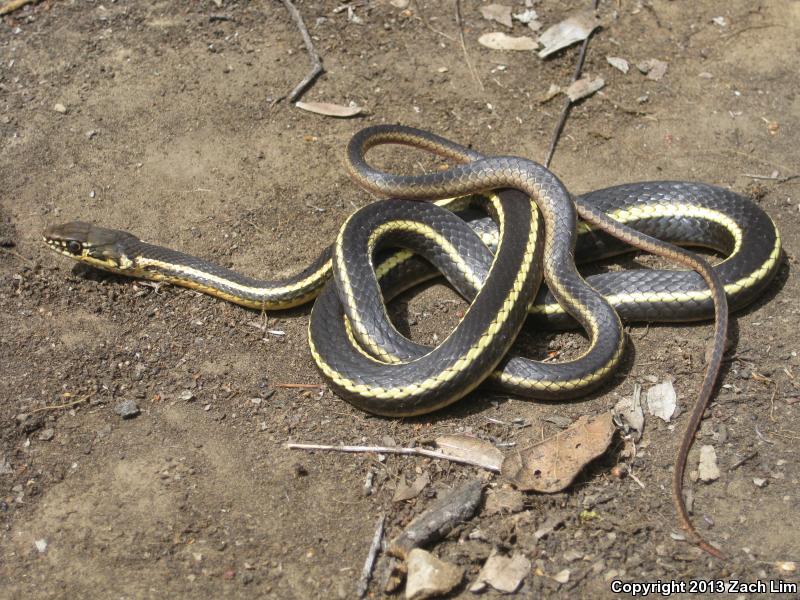 Alameda Striped Racer (Coluber lateralis euryxanthus)