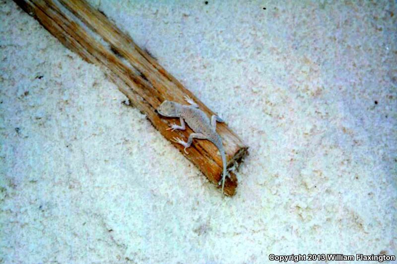 Bleached Earless Lizard (Holbrookia maculata ruthveni)