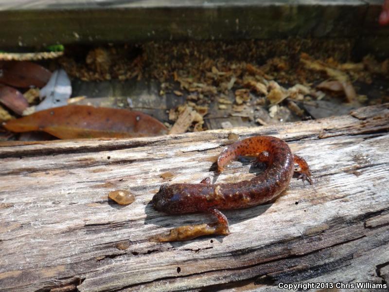 Southern Red Salamander (Pseudotriton ruber vioscai)