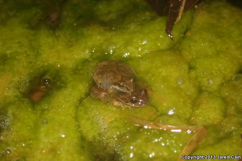 Mountain Chorus Frog (Pseudacris brachyphona)