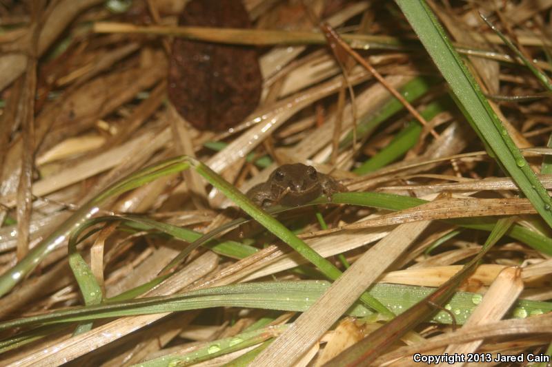 Mountain Chorus Frog (Pseudacris brachyphona)