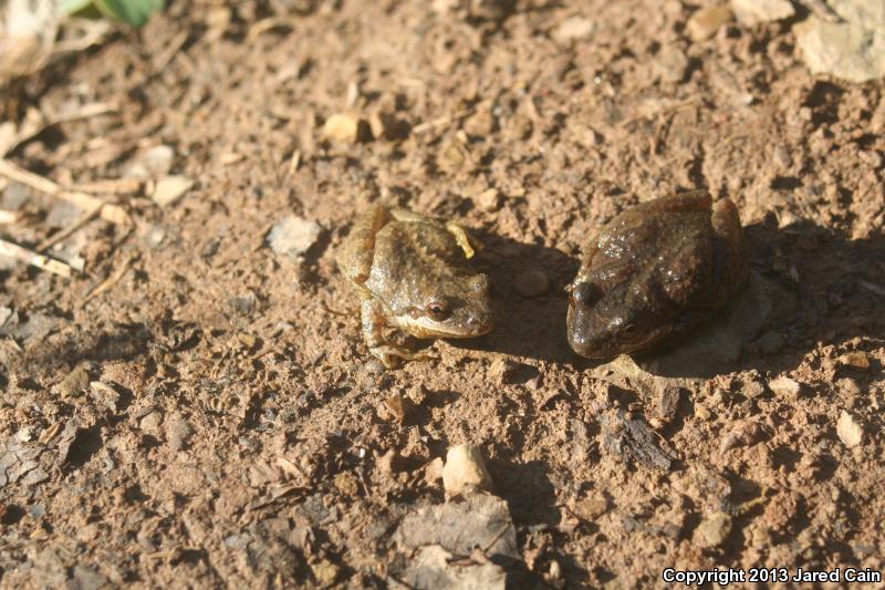 Mountain Chorus Frog (Pseudacris brachyphona)