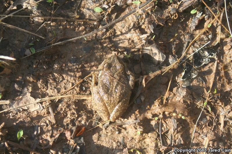 Mountain Chorus Frog (Pseudacris brachyphona)