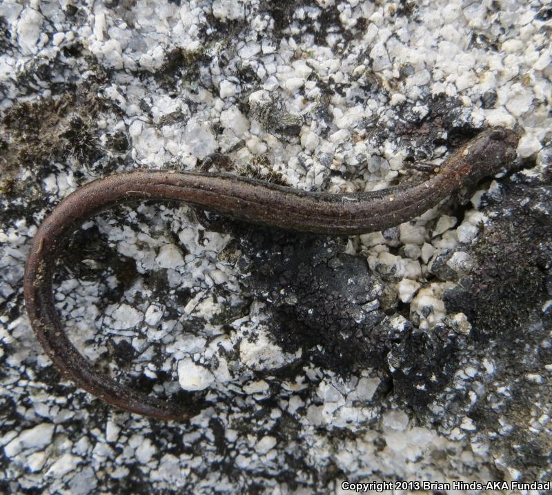 Gregarious Slender Salamander (Batrachoseps gregarius)