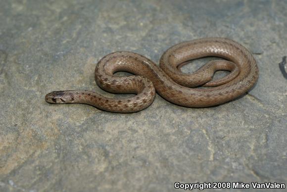 Northern Brownsnake (Storeria dekayi dekayi)