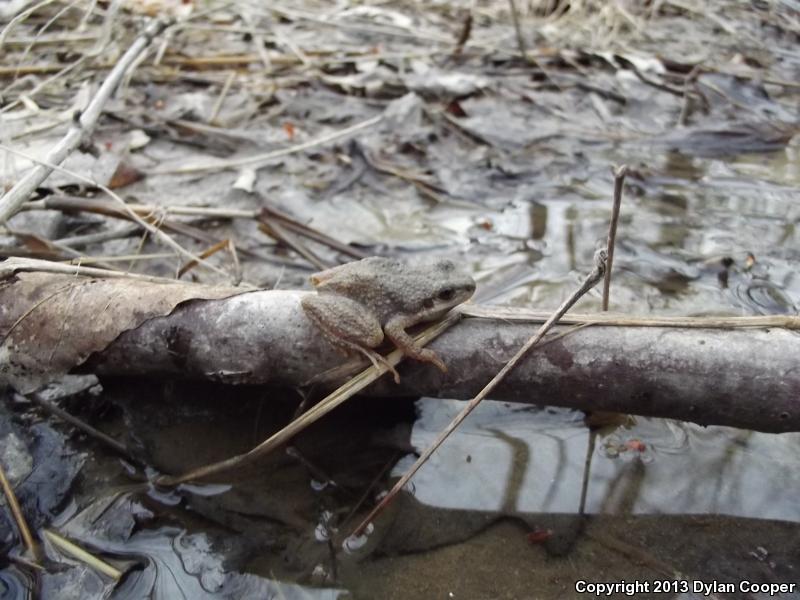 Mountain Chorus Frog (Pseudacris brachyphona)