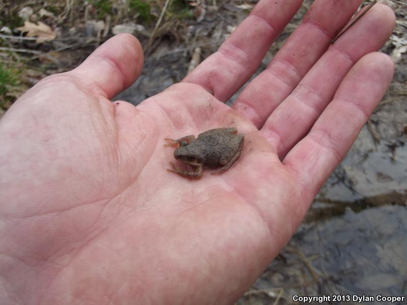 Mountain Chorus Frog (Pseudacris brachyphona)