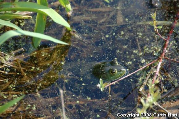 American Bullfrog (Lithobates catesbeianus)