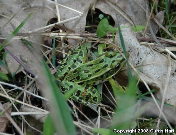 Northern Leopard Frog (Lithobates pipiens)