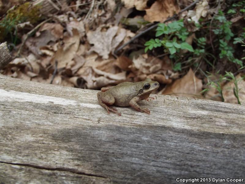 Mountain Chorus Frog (Pseudacris brachyphona)