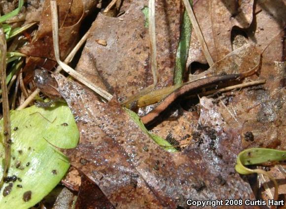 Eastern Red-backed Salamander (Plethodon cinereus)