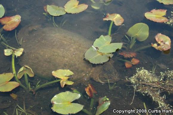 Eastern Snapping Turtle (Chelydra serpentina serpentina)