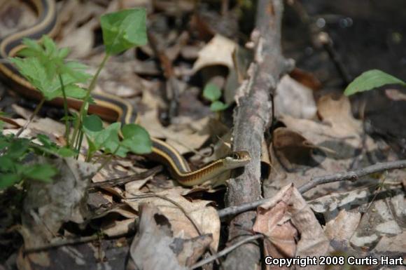 Northern Ribbonsnake (Thamnophis sauritus septentrionalis)